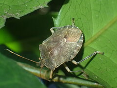Coenomorpha