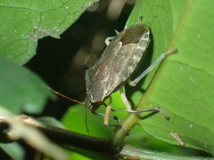 Coenomorpha