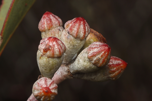 Eucalyptus cretata, photograph 3