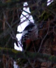 Dendrocopos leucotos