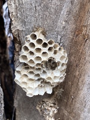 Polistes exclamans