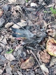 Columba livia domestica