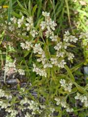 Pseudognaphalium obtusifolium