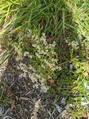 Pseudognaphalium obtusifolium