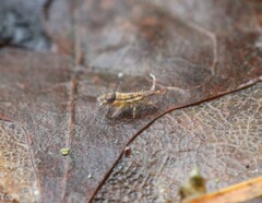 Orchesella flavescens