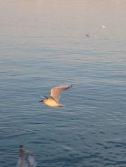 Chroicocephalus ridibundus