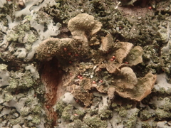 Melanohalea exasperatula