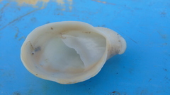 Crepidula arenata
