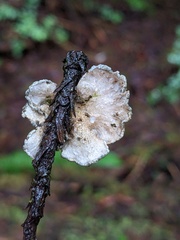Sticta limbata