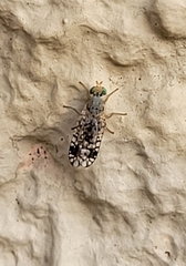 Euarestoides acutangulus