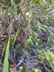 Macynia labiata
