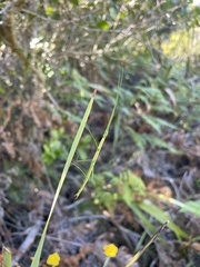 Macynia labiata