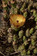 Maihueniopsis ovata