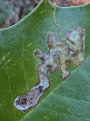 Phytomyza ilicicola