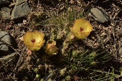 Maihueniopsis ovata