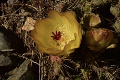 Maihueniopsis ovata