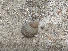 Echinolittorina ziczac