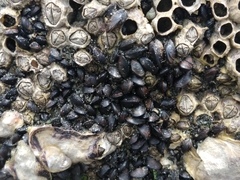 Mytilaster solisianus