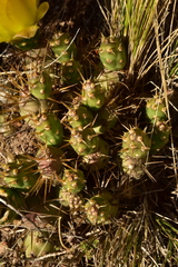 Maihueniopsis ovata