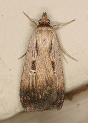 Tathorhynchus exsiccata