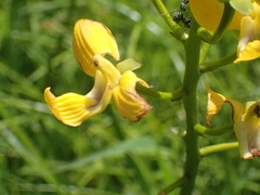 Eulophia speciosa