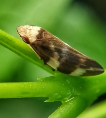 Ptyelinellus praefractus