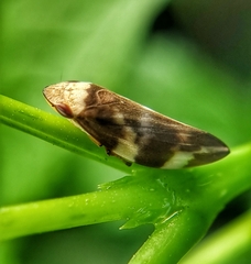 Ptyelinellus praefractus