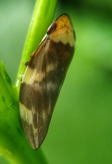 Ptyelinellus praefractus