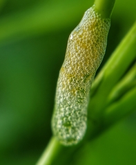 Ptyelinellus praefractus