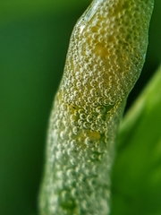 Ptyelinellus praefractus