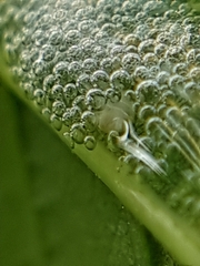 Ptyelinellus praefractus