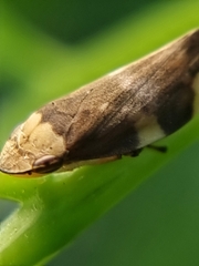 Ptyelinellus praefractus