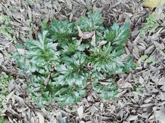 Acanthus mollis