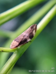 Ptyelinellus praefractus