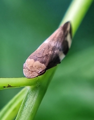 Ptyelinellus praefractus