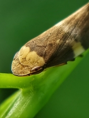 Ptyelinellus praefractus