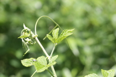 Cyphostemma hypoleucum