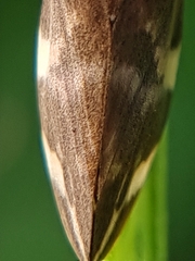 Ptyelinellus praefractus