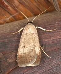 Tathorhynchus plumbea