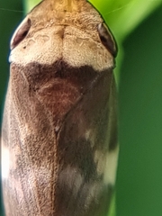 Ptyelinellus praefractus