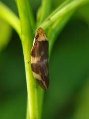 Ptyelinellus praefractus