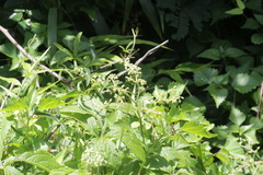 Cyphostemma hypoleucum