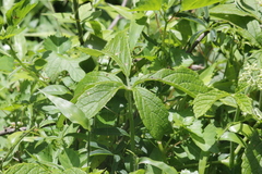 Cyphostemma hypoleucum