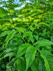 Ptyelinellus praefractus