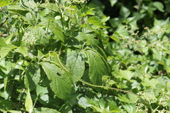 Cyphostemma hypoleucum