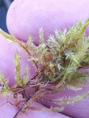 Calliergonella cuspidata