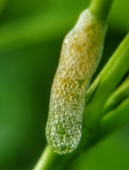 Ptyelinellus praefractus