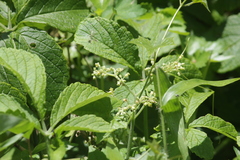 Cyphostemma hypoleucum