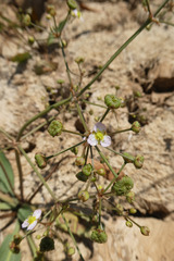 Alisma plantago-aquatica