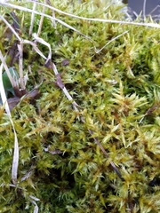 Calliergonella cuspidata